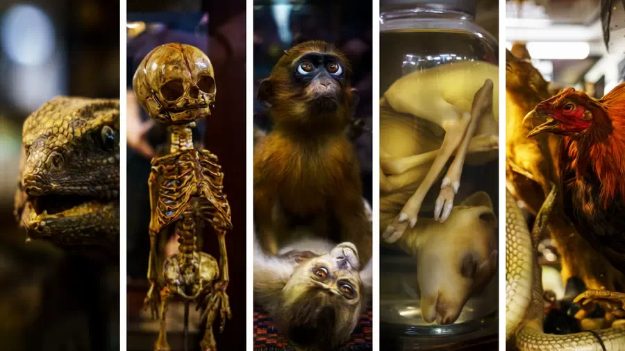 Littledean Jail i osobliwości