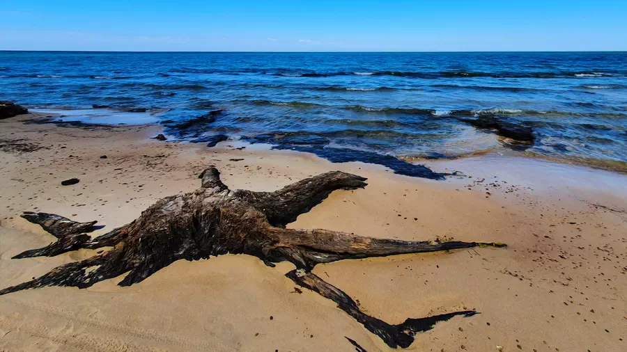 Korzenie starego drzewa na plaży