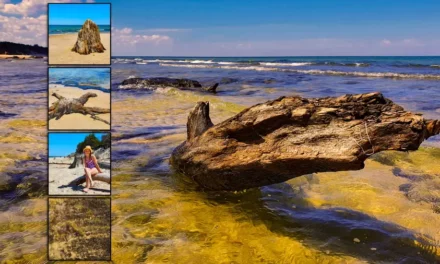 Zatopiony las koło Czołpina nadbałtycka ciekawostka warta zobaczenia!