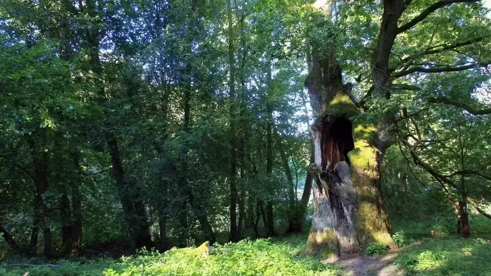 Dębu Bartusia i jezioro Kacze Oko. Bory Tucholskie.