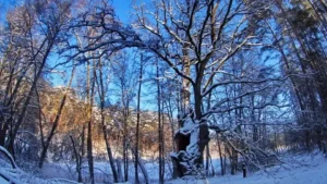 Dąb Bartuś i jezioro Kacze Oko. Bory Tucholskie.