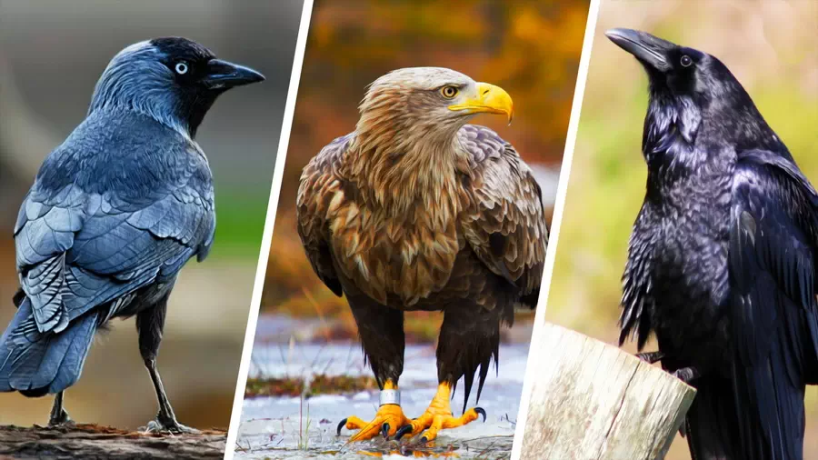 Ptaki z Borów Tucholskich