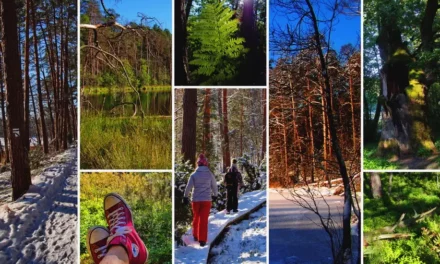 Dąb Bartuś i jezioro Kacze Oko szlaki, parking i wskazówki praktyczne