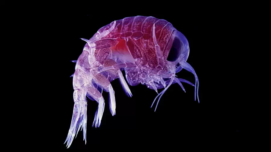 Studniczak stworzenie żyjące pod ziemią