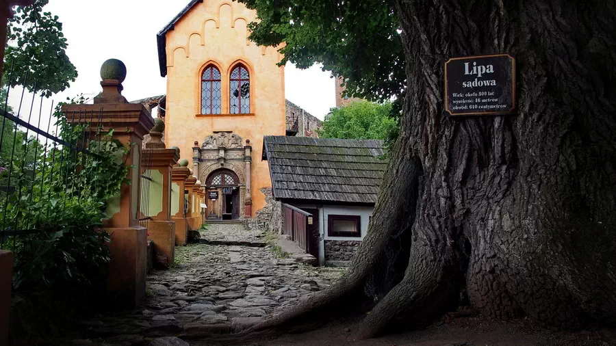Słynna Lipa Sądowa na zamku w Grodnie