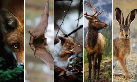 Muzeum Przyrodnicze Parku Narodowego Bory Tucholskie w Chocińskim Młynie