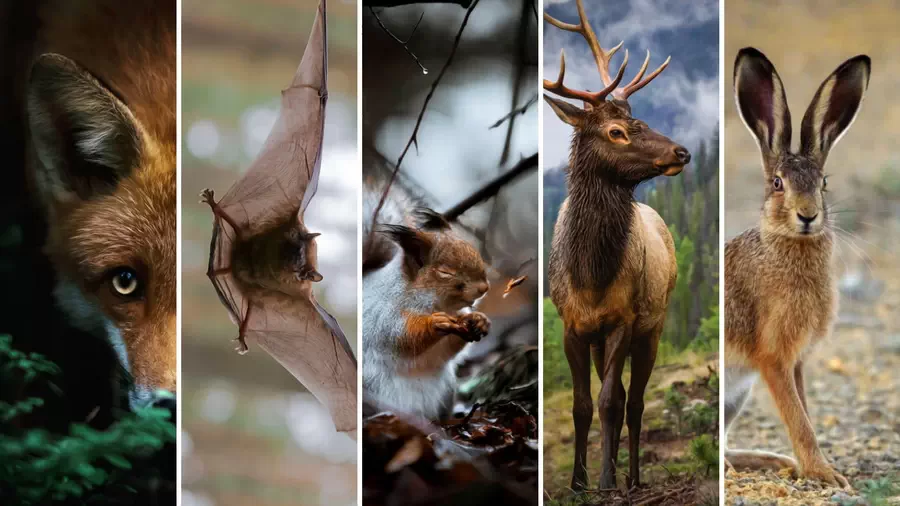Muzeum Przyrodnicze Parku Narodowego Bory Tucholskie w Chocińskim Młynie