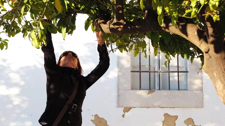 Pomarańcze na ulicach Faro w Portugalii