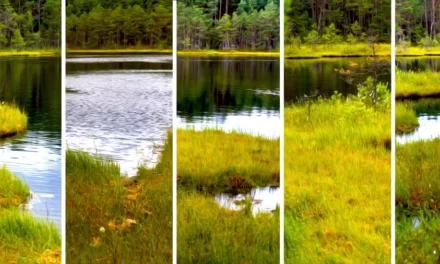 Jeziorka Kozie i pływające wyspy w Borach Tucholskich