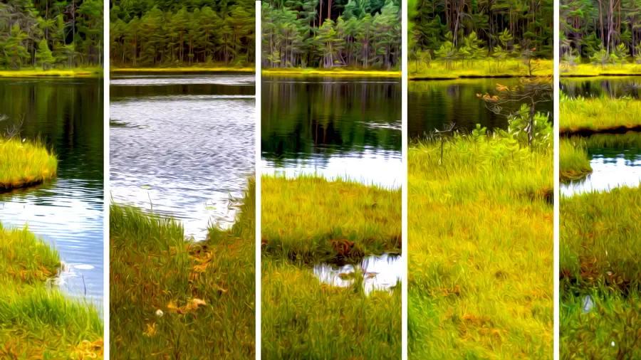 Jeziorka Kozie i pływające wyspy w Borach Tucholskich