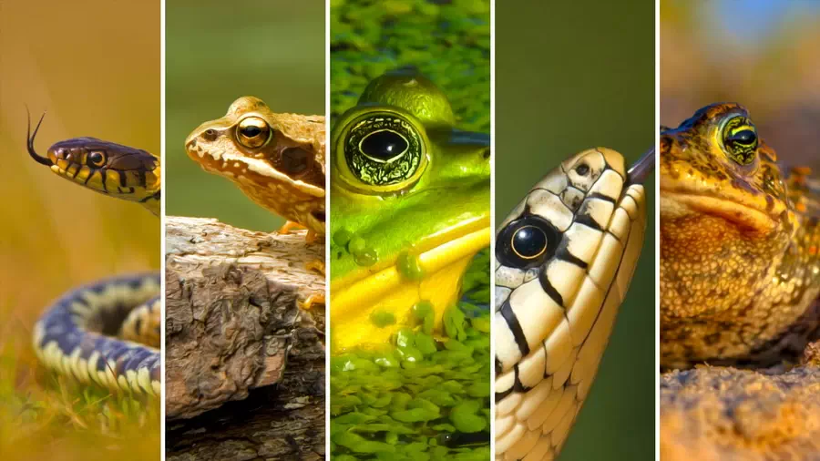 Okolice Chojnic i Zwierzęta z rezerwatu Jeziorka Kozie w Borach Tucholskich