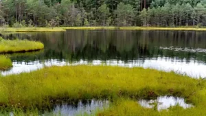 Jeziorka Kozie i pływające wyspy - Bory Tucholskie.