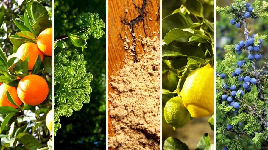 Składniki do produkcji ginu