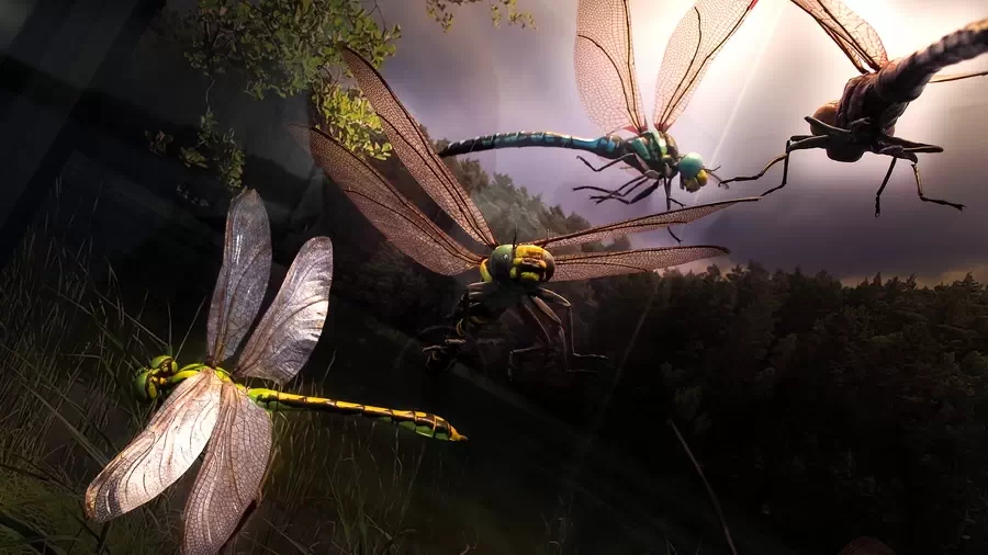 Ważki z muzeum Borów Tucholskich