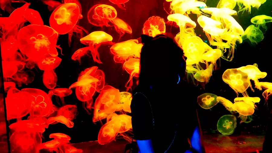 Akwarium z kolorowymi meduzami w Singapurze