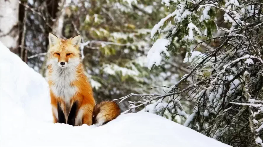 Lis na śniegu w lesie 
