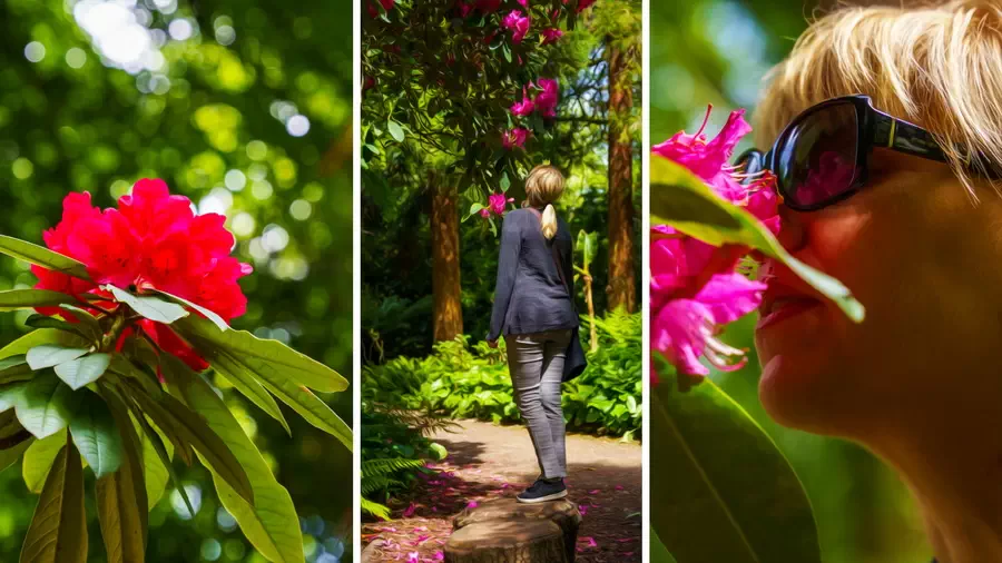 Kwiaty w Dunster Castle