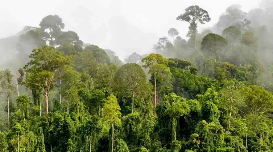 Pora deszczowa w tropikalnej dżungli