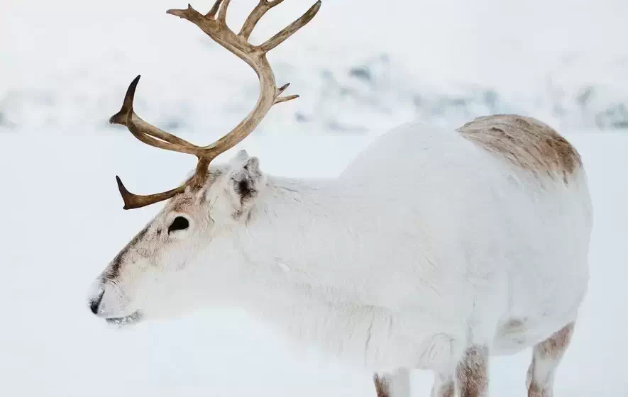 Renifer na śniegu