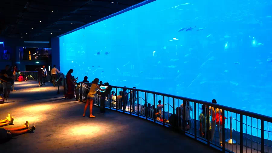 Szklana tafla w oceanarium w Singapurze