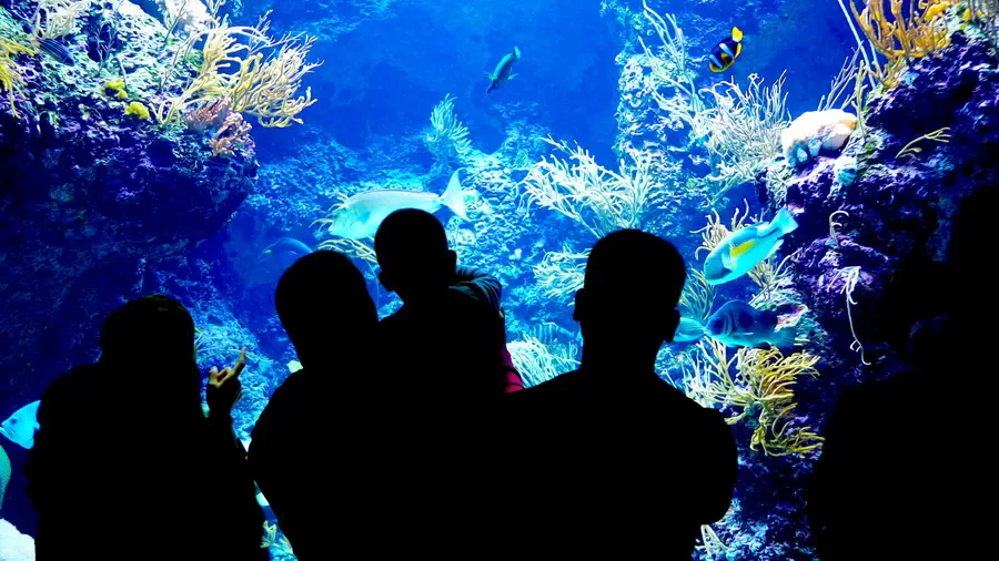 Wielkie akwarium w Singapurskim oceanarium