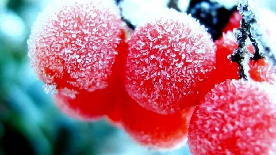 Owoce w zimowym parku