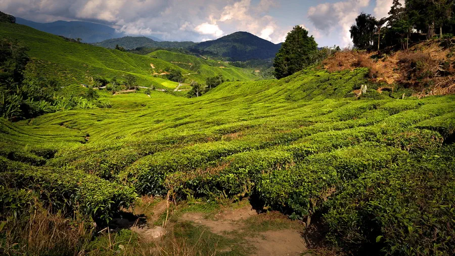 Pola herbaty na wzgórzach w Malezji