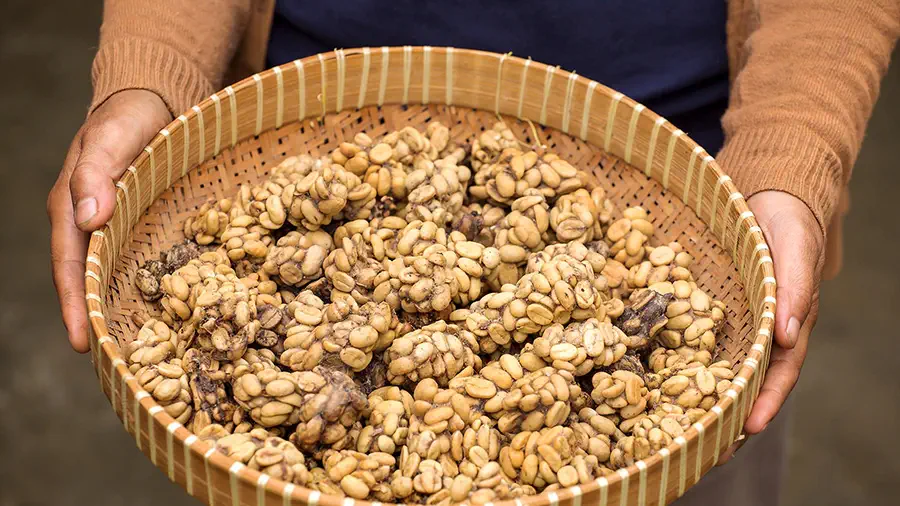 Zebrane ziarna kawy luwak z Indonezji