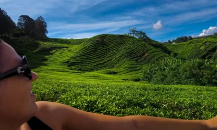 Cameron Highlands wyprawa przez góry i pola herbaty