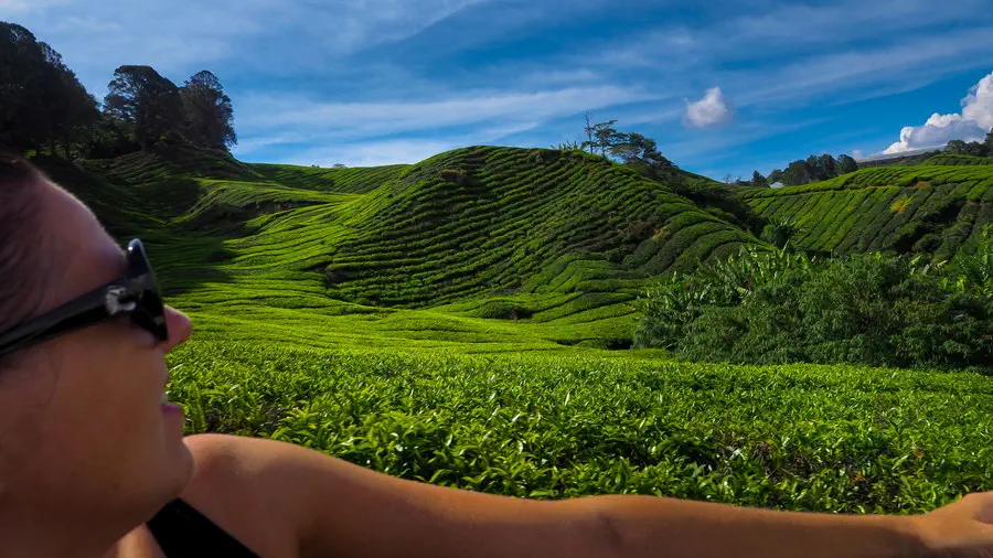 Cameron Highlands wyprawa przez góry i pola herbaty w Malezji