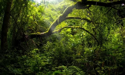 Rezerwat Czartowe Pole na Roztoczu i piekielne komary