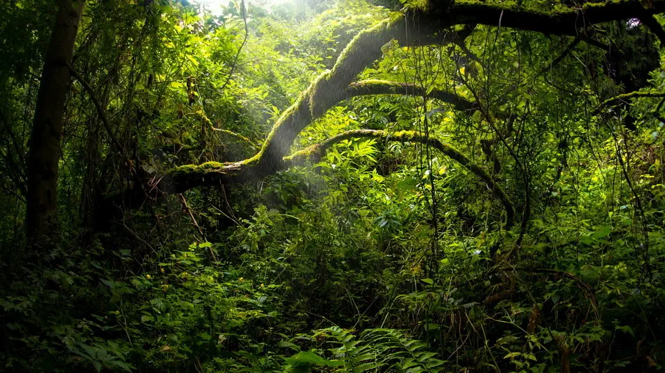 Rezerwat Czartowe Pole na Roztoczu i piekielne komary