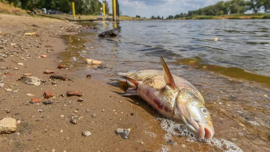 Zatrucie Odry w Polsce