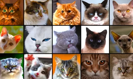 Kot domowy jego historia oraz legendy i ciekawostki o kotach