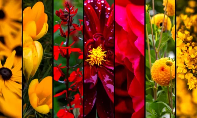 Pamiętajcie o ogrodach stamtąd przecież przyszliśmy