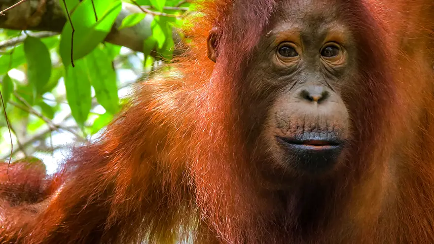 Orangutan sumeryjski w zoo