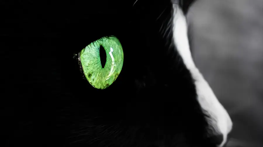 Kot domowy o zielonych oczach