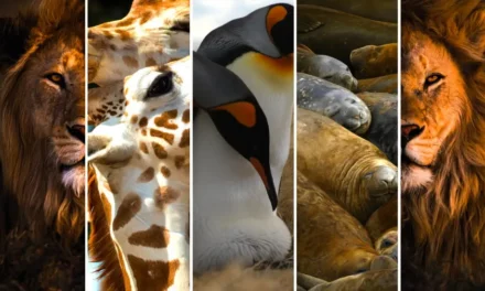 Orientarium w Łodzi i bardzo ciekawe łódzkie Zoo informacje i ciekawostki