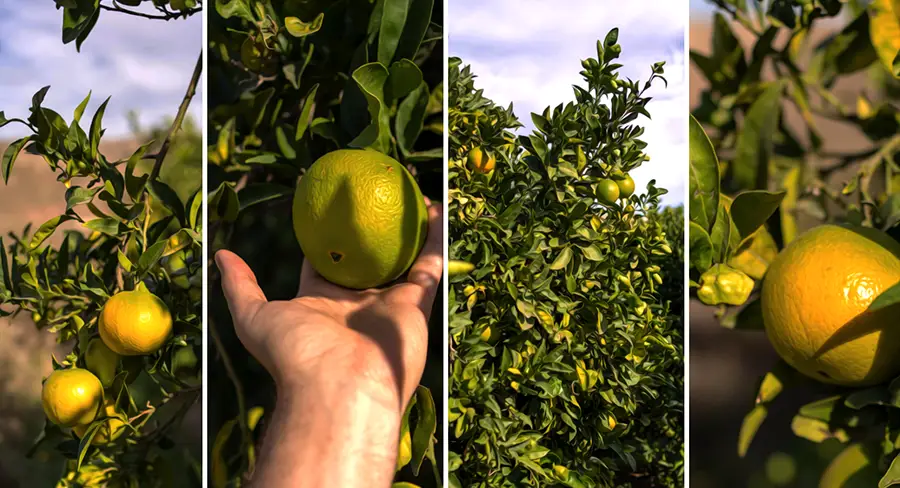 Sad cytrusowy w Elche