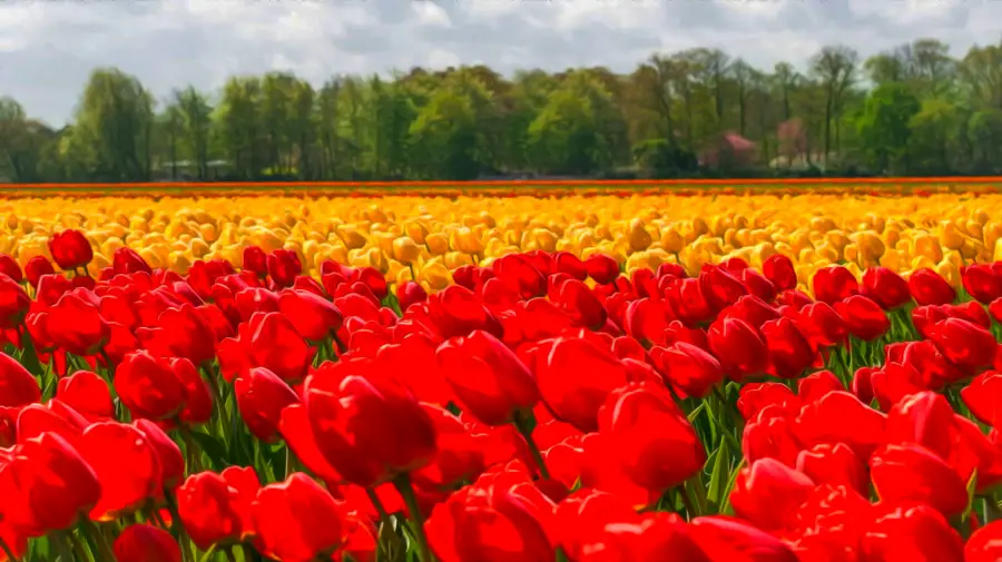 Pole tulipanów w Kanadzie 