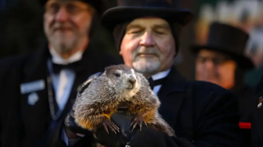 Święto świstaka na wiosnę w USA