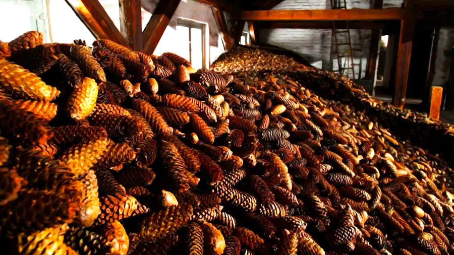 Szyszki w zakładzie wyłuszczania nasion