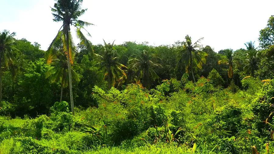 Dżungla na wyspie Langkawi