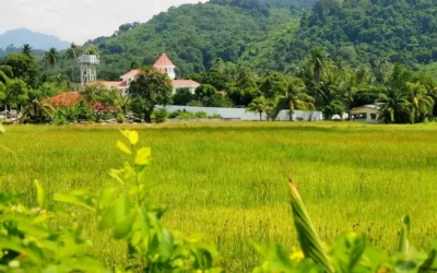 Wyspa Langkawi w Malezji i zielone pola ryżowe