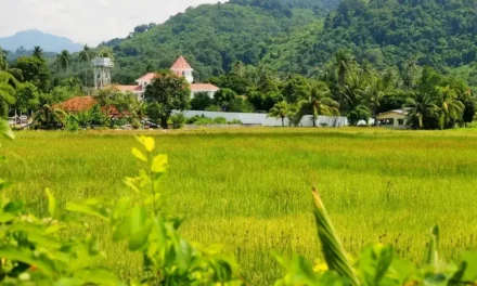 Wyspa Langkawi w Malezji i zielone pola ryżowe