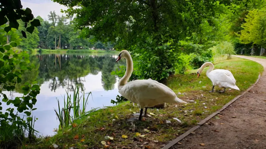 Park w Zwierzyńcu na Roztoczu łabędzie