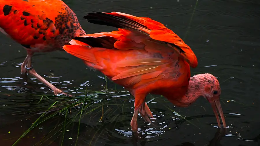 Ptaki z Zoo w Zamościu