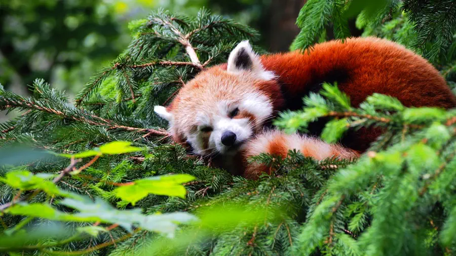 Panda Mała i ruda z Zoo w Libercu Czechy