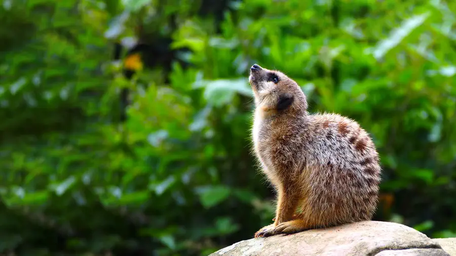 Zwierzęta z Zoo w Libercu Czechy