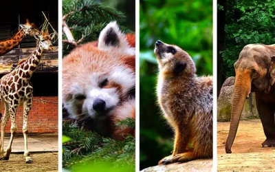 ZOO Liberec zielona enklawa w samym środku miasta